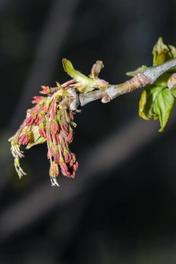 İlkbaharda çiçek açan akçaağaç külü, yakın plan makro fotoğraf.