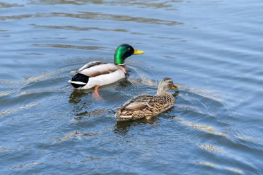 Kuş çifti Drake ve ördek bir bahar günü gölette yüzerler.