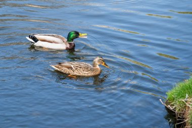 Kuş çifti Drake ve ördek bir bahar günü gölette yüzerler.