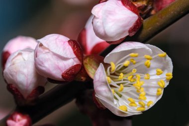 Bahar meyve ağacının çiçekleri ve tomurcukları kayısıları yakın çekim makro fotoğrafçılığı sağlar.