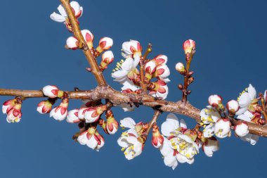 Bahar meyve ağacının çiçekleri ve tomurcukları kayısıları yakın çekim makro fotoğrafçılığı sağlar.