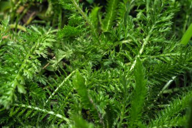 Yeşil bitki arka planında yaprak bitkisi makro fotoğrafçılığı