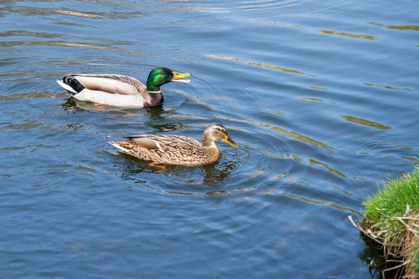 Couple Oiseaux Drake Canard Nager Dans Étang Jour Printemps — Photo