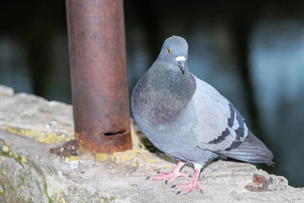 Portrait Pigeon Sauvage Urbain Close Printemps Après Midi — Photo