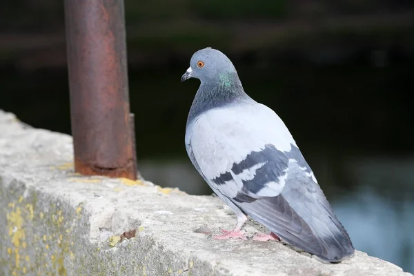 Urban Vild Duva Porträtt Närbild Våren Eftermiddag — Stockfoto