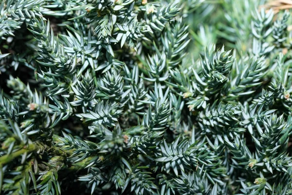 緑の植物の背景クローズアップ葉植物マクロ写真 — ストック写真