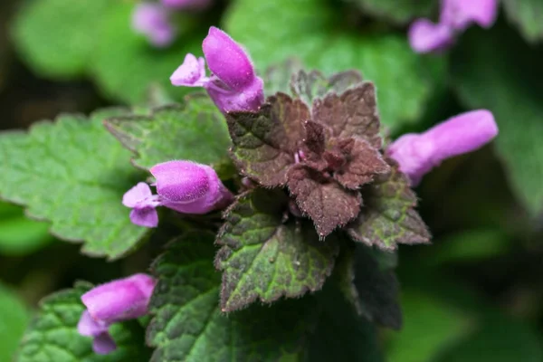 Lilás Brilhante Flor Pequena Primavera Vegetal Fundo Floral Close Macrofotografia — Fotografia de Stock