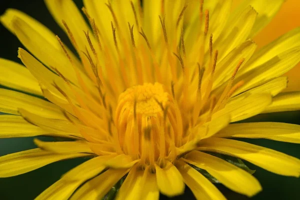 Gelber Löwenzahn Blüht Einem Sonnigen Frühlingstag Auf Einer Wiese Gras — Stockfoto