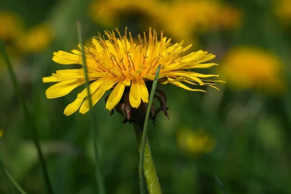 Gelber Löwenzahn Blüht Einem Sonnigen Frühlingstag Auf Einer Wiese Gras — Stockfoto