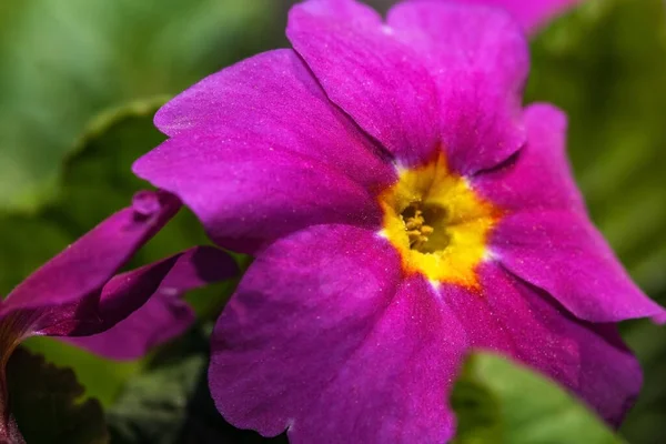Fényes Orgona Tavaszi Virág Teljes Képernyőn Közelkép Makró Fotózás — Stock Fotó