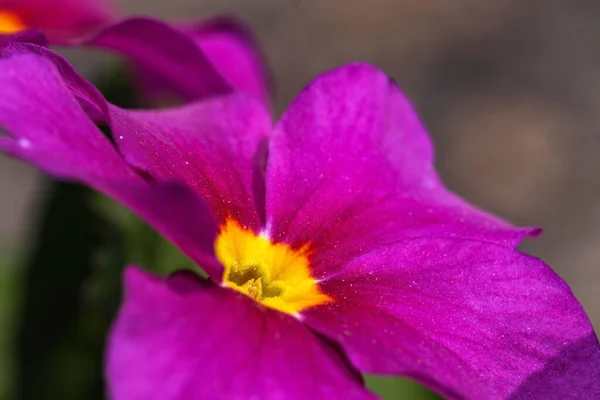 Bright Lilac Spring Flower Full Screen Close Macro Photography — Stock Photo, Image