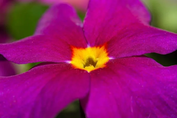 Bright Lilac Spring Flower Full Screen Close Macro Photography — Stock Photo, Image