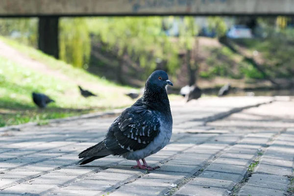 Pigeons Sauvages Urbains Photographie Portrait Sur Trottoir Près Lac Gros — Photo