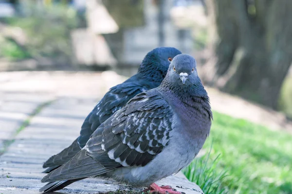 Palomas Silvestres Urbanas Retrato Fotografía Acera Cerca Del Lago Primer —  Fotos de Stock