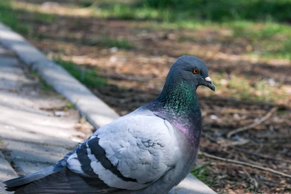 Palomas Silvestres Urbanas Retrato Fotografía Acera Cerca Del Lago Primer —  Fotos de Stock