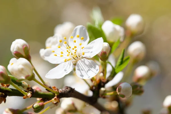 Flores Cerejeira Dia Primavera Brilhante Close Macrofotografia — Fotografia de Stock