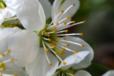Parlak güneşli bir günde bahçedeki beyaz kiraz çiçekleri yakın çekim makro fotoğrafçılık.