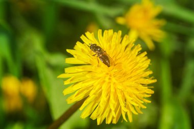Sarı karahindiba çiçekleri güneşli bir bahar gününde çimenlikteki bir çayırda açar.