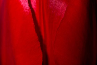 Kırmızı lalenin fokus yakın çekim makro fotoğraflı soyut fotoğrafçılığı