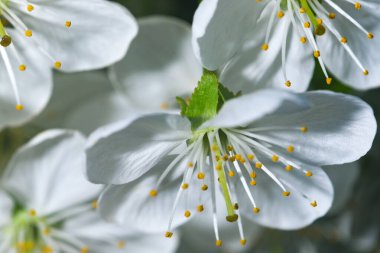 Parlak güneşli bir günde bahçedeki beyaz kiraz çiçekleri yakın çekim makro fotoğrafçılık.