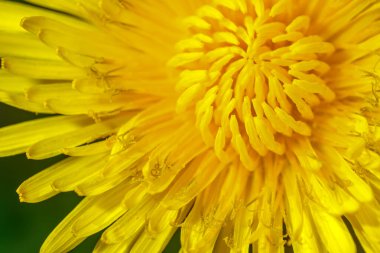 Sarı karahindiba çiçekleri güneşli bir bahar gününde çimenlikteki bir çayırda açar.