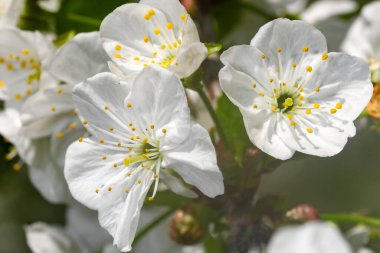 Parlak güneşli bir günde bahçedeki beyaz kiraz çiçekleri yakın çekim makro fotoğrafçılık.
