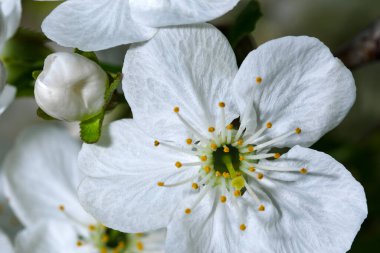 Parlak güneşli bir günde bahçedeki beyaz kiraz çiçekleri yakın çekim makro fotoğrafçılık.