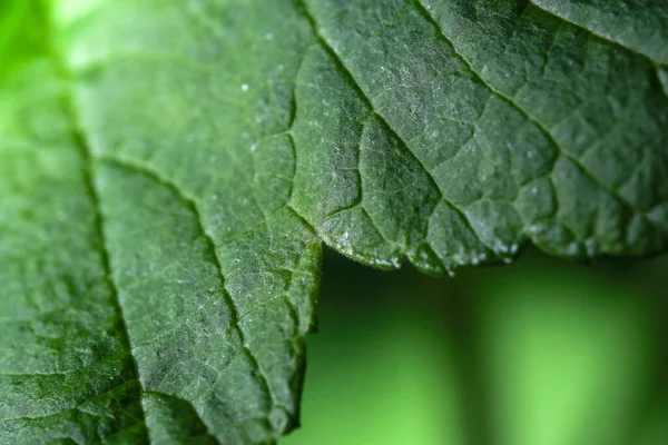 Zielona Roślina Tło Zbliżenie Liść Roślin Makro Fotografia — Zdjęcie stockowe