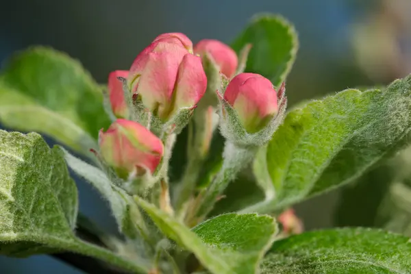 Flores Cor Rosa Macieira Antes Florescer Primavera Dia Ensolarado Close — Fotografia de Stock