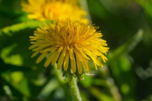 Жовті Кульбаби Цвітуть Сонячний Весняний День Лузі Траві — стокове фото