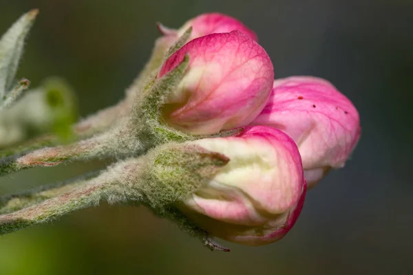 Розовые Цветы Яблони Перед Цветением Весенний Солнечный День Крупным Планом — стоковое фото