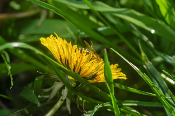 Les Pissenlits Jaunes Fleurissent Jour Printemps Ensoleillé Dans Une Prairie — Photo