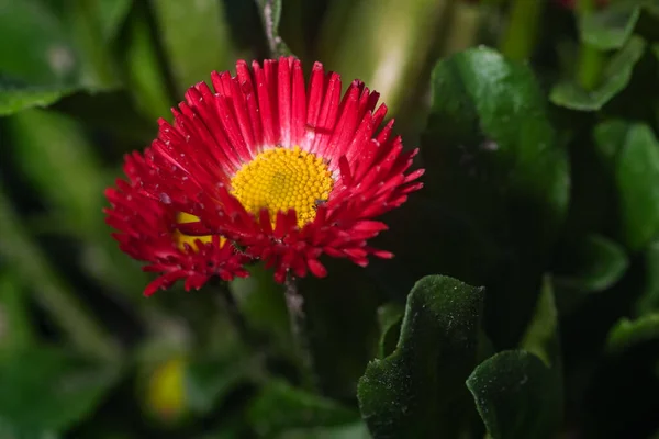 晴れた春の日に美しい明るい小さな春の花クローズアップ マクロ写真 — ストック写真