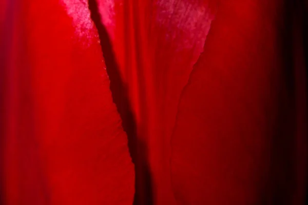 Abstract Photography Red Tulip Defocus Close Macro Photography — Stock Photo, Image