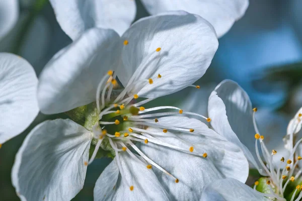 庭の明るい晴れた日に白い春の桜クローズアップマクロ写真 — ストック写真