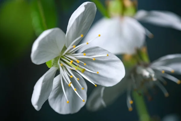 庭の明るい晴れた日に白い春の桜クローズアップマクロ写真 — ストック写真