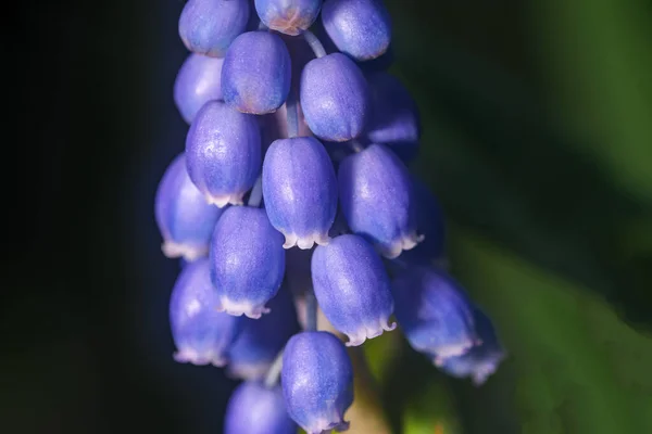 Beautiful Bright Small Spring Flowers Sunny Spring Day Close Macro Royalty Free Stock Photos