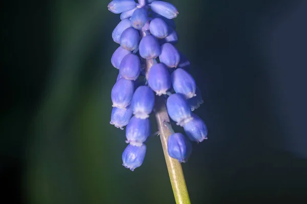 Beautiful Bright Small Spring Flowers Sunny Spring Day Close Macro Stock Photo