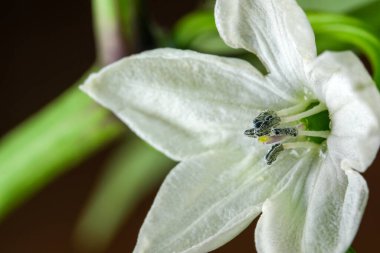Açan acı biberler, yakın plan makro fotoğrafçılık.