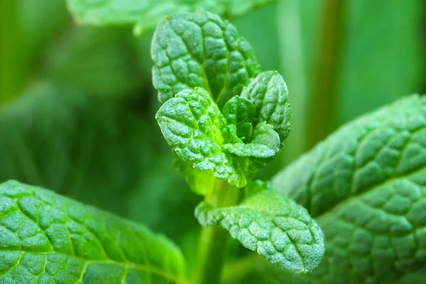 Young Shoots Leaves Aromatic Peppermint Close Macro Photography — Stock Photo, Image