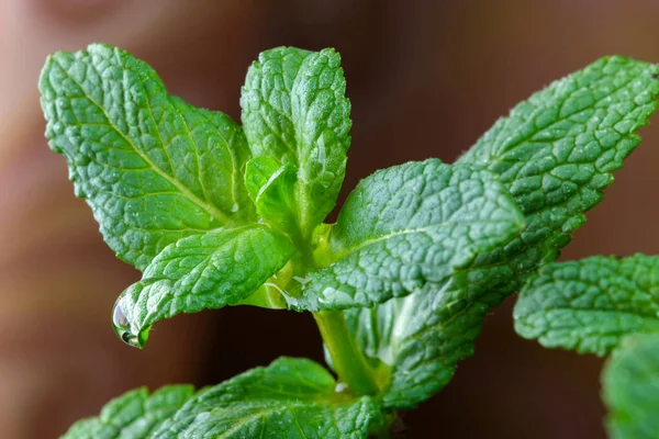 Young Shoots Leaves Aromatic Peppermint Close Macro Photography — Stock Photo, Image