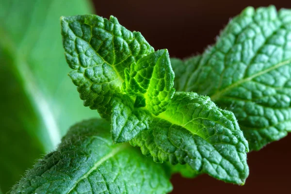 Young Shoots Leaves Aromatic Peppermint Close Macro Photography — Stock Photo, Image