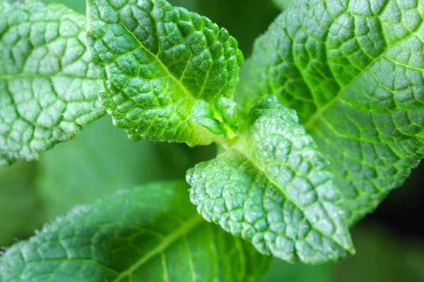 Młode Pędy Liście Aromatycznej Miętówki Makro Fotografii — Zdjęcie stockowe