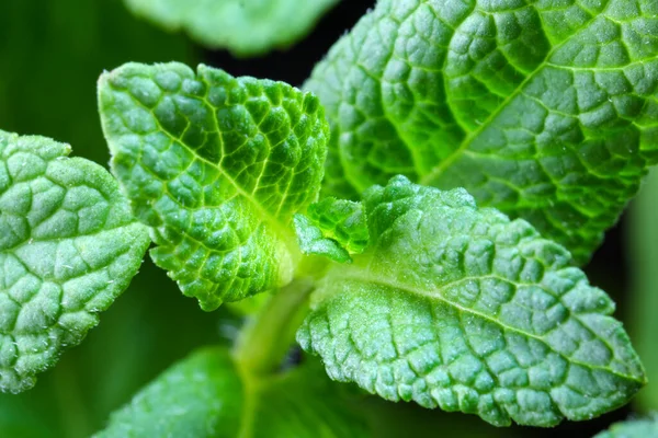 Młode Pędy Liście Aromatycznej Miętówki Makro Fotografii — Zdjęcie stockowe