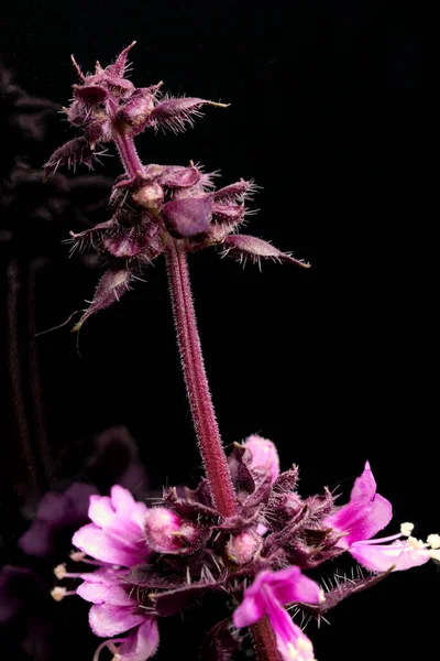 Маленькие Цветы Ароматической Травы Фиолетовый Базилик Крупным Планом Макрофотографии Завода — стоковое фото