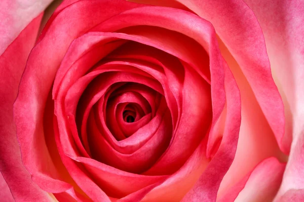 White Red Rose Abstract Vegetative Background Close Macro Photography — Stock Photo, Image