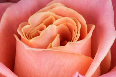 Masanın üzerinde güzel güller olan bir tatil kartı. Makro fotoğrafçılık.