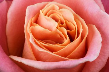 Masanın üzerinde güzel güller olan bir tatil kartı. Makro fotoğrafçılık.