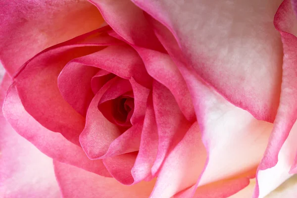 Floral Holiday Card Beautiful Rose Table Close Macro Photography — Stock Photo, Image