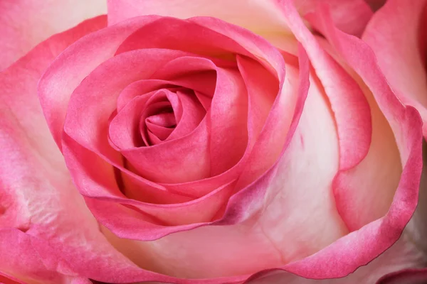 テーブルの上に美しいバラと花の休日カードクローズアップマクロ写真 — ストック写真